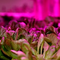 LED Lighting Connections Sprout Up In Vertical Farming